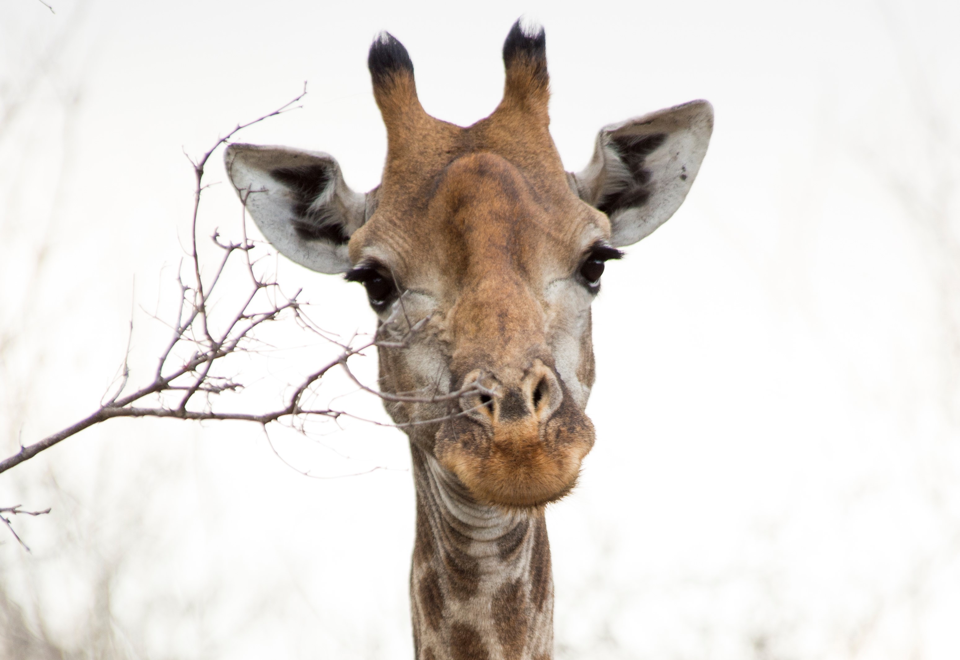 Breaking News U S Says Giraffes May Qualify For Endangered Species Act Listing A Humane World