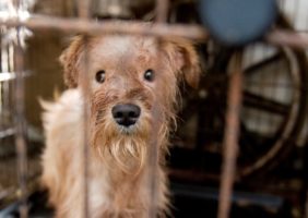 Bipartisan voices urge USDA to implement puppy mill reforms