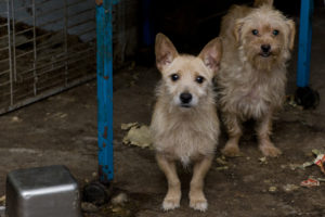 Bill in Congress would require better veterinary care, other reforms for dogs in puppy mills