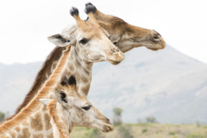 New York’s pioneering bill to end giraffe trafficking now heads to governor’s desk