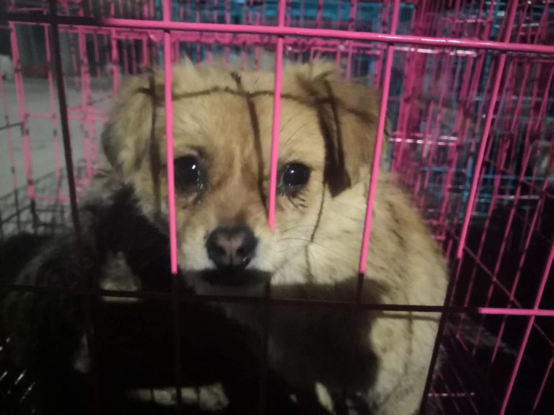 Activists expose dog meat industry in Shanghai, as city hosts World Dog Show