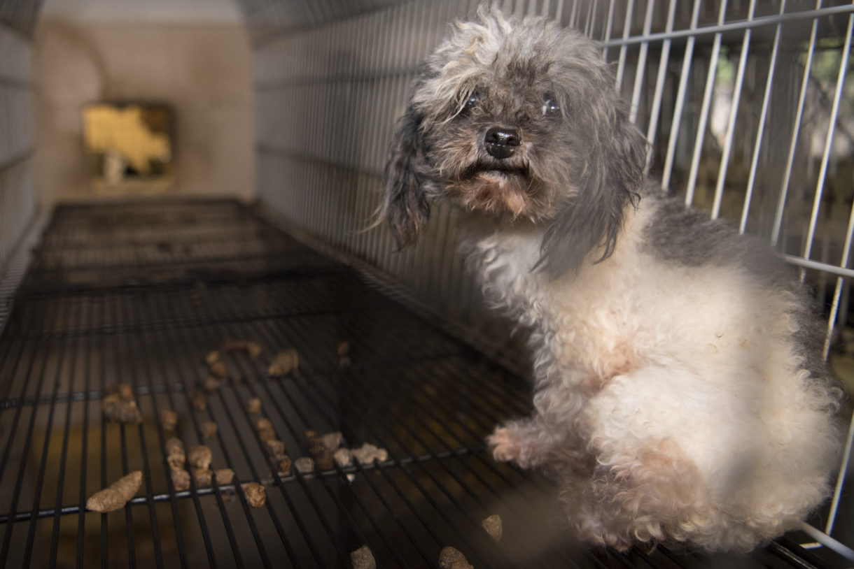 Alert! Last chance to comment on USDA rule to reform puppy mills