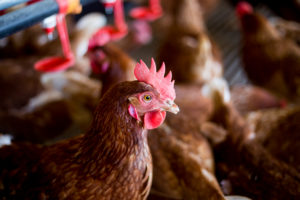 Breaking news: Washington governor signs historic law to end cage confinement of egg-laying hens