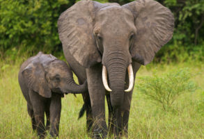 Breaking news: Botswana lifts trophy hunting ban on elephants