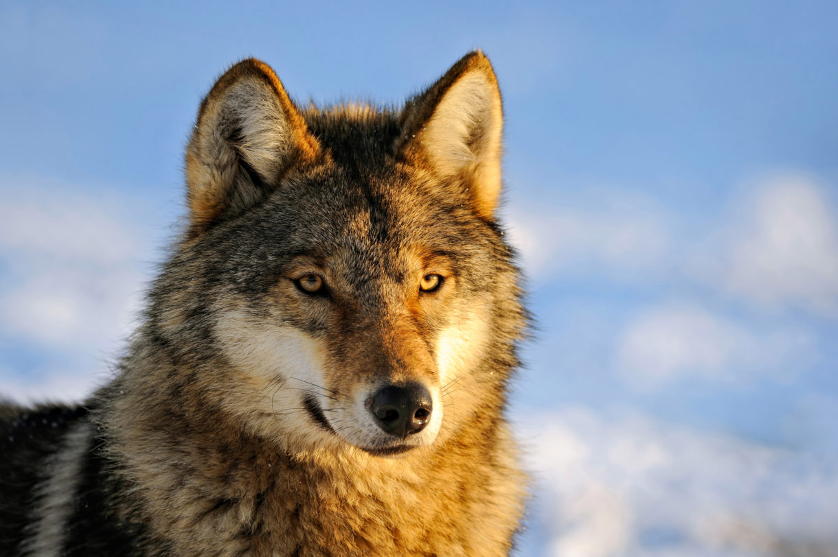Urgent alert! Act now to prevent trophy hunting of gray wolves