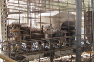 Annual Horrible Hundred report identifies problem puppy mills in U.S.; Reveals USDA is failing to crack down on violators
