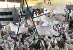 Walmart to sell only cage-free eggs in Brazil