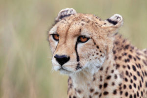 An American trophy hunter wants to bring home an endangered cheetah he killed in Namibia