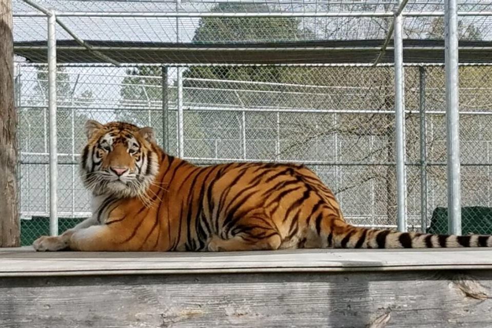 Tiger left in deserted Houston house is now at home at Black Beauty Ranch; Owner arrested and charged with animal cruelty
