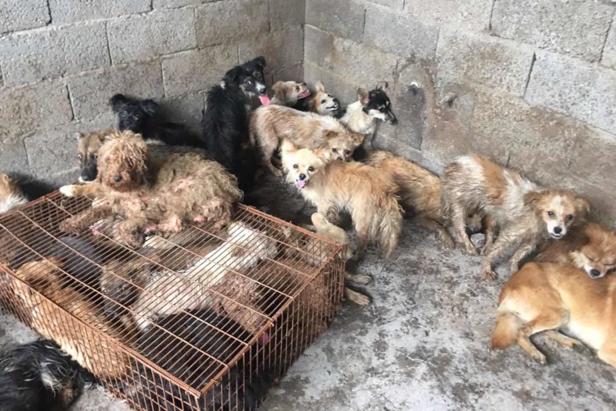 Dog meat ‘festival’ begins in Yulin, China; Activists rescue 62 dogs from slaughterhouse