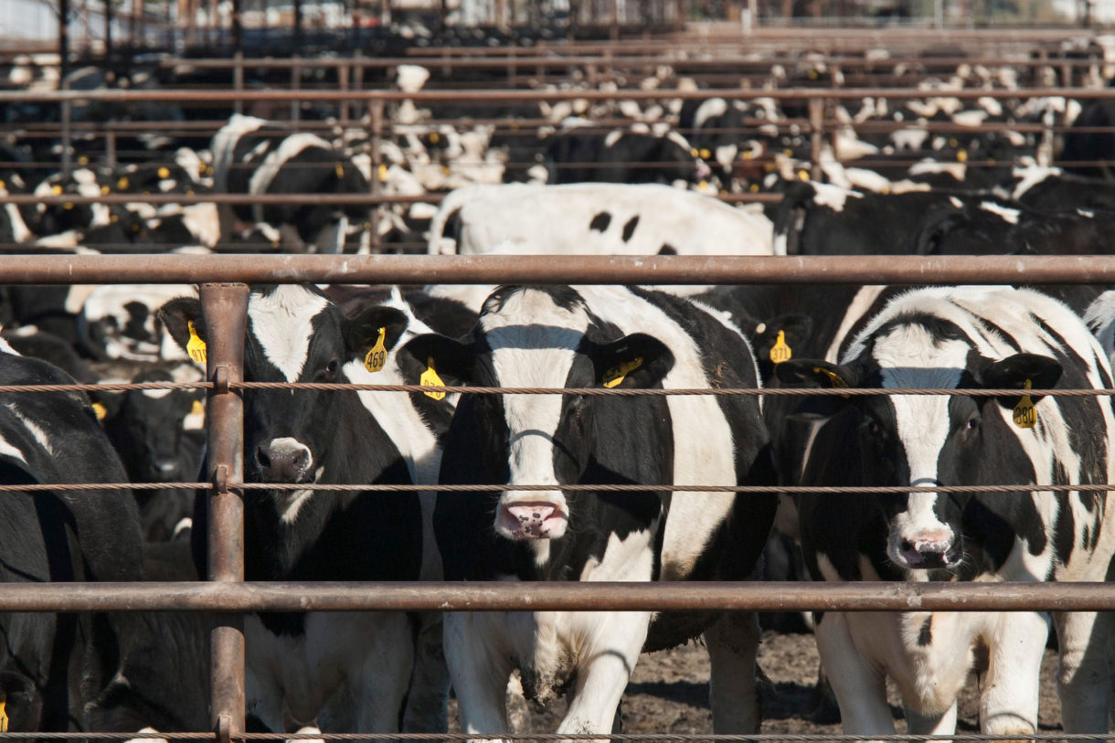 EPA gives factory farms a free pass on toxic air emissions