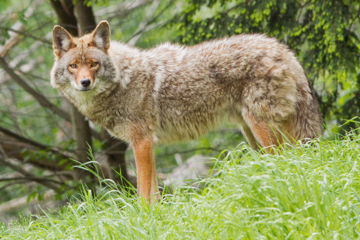 No science behind war on wolves, coyotes