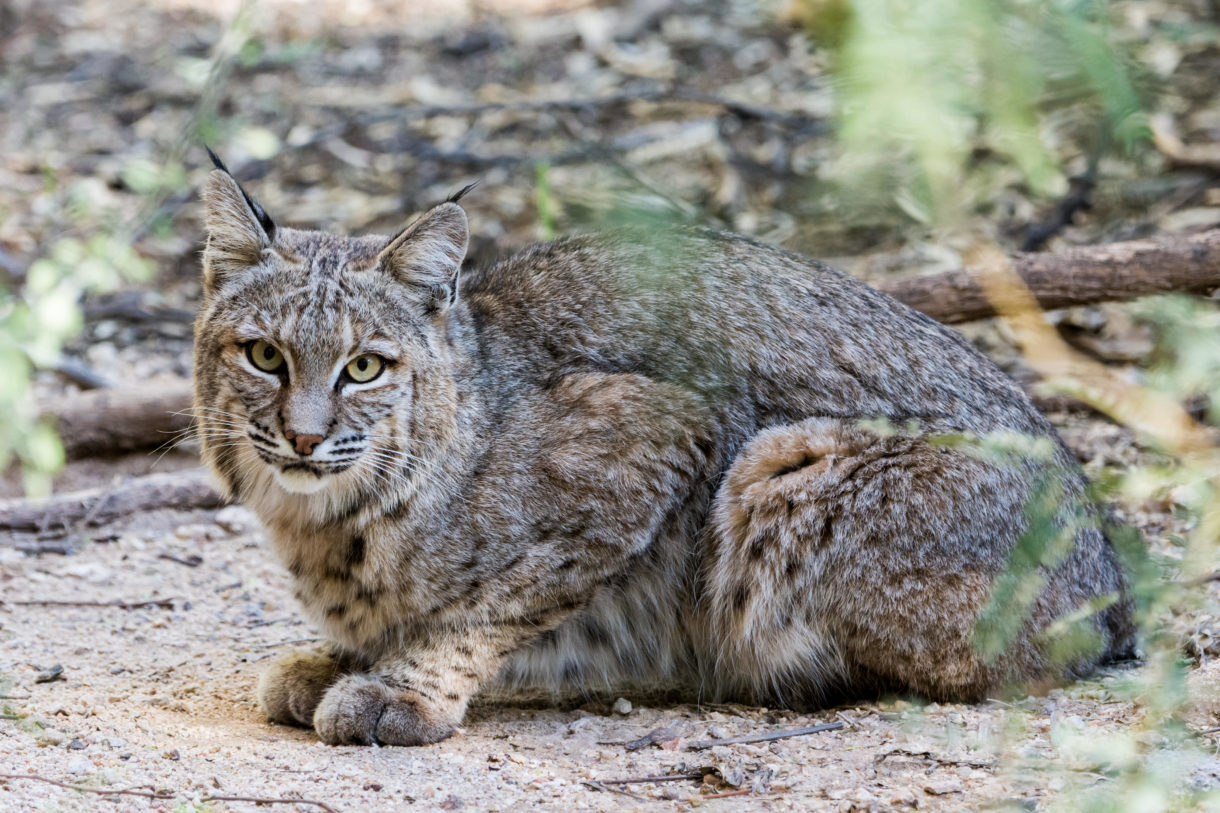Arizona moves to ban wildlife killing contests