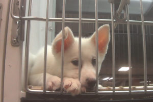 Instead of cleaning house, Petland wages a losing battle against puppy mill reform