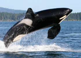 Breaking news: Canada bans captivity of whales and dolphins for entertainment