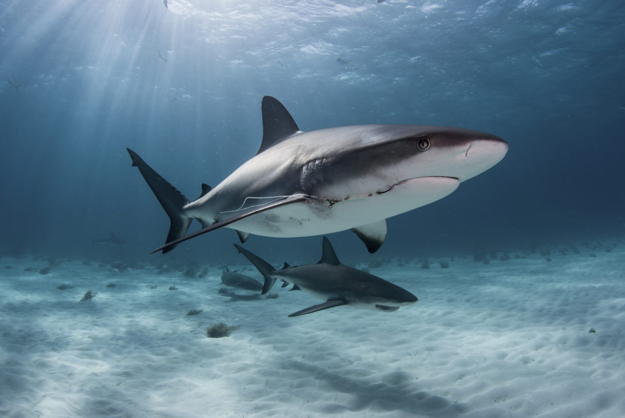 Breaking news: Canada bans shark finning and shark fin trade