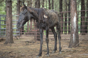 Second Texas animal rescue response in two weeks saves 150 horses