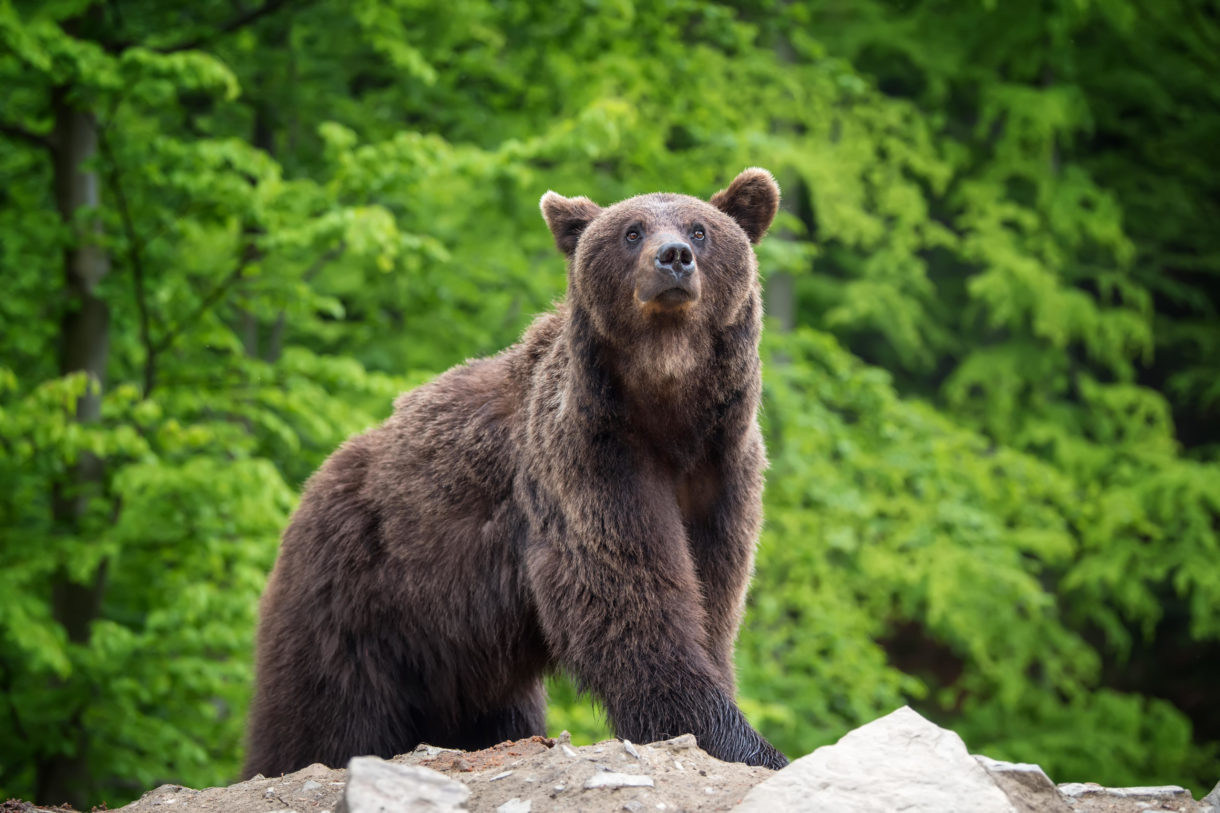 Romania to allow the killing of 140 bears over human-wildlife conflicts, but there’s a better way forward 