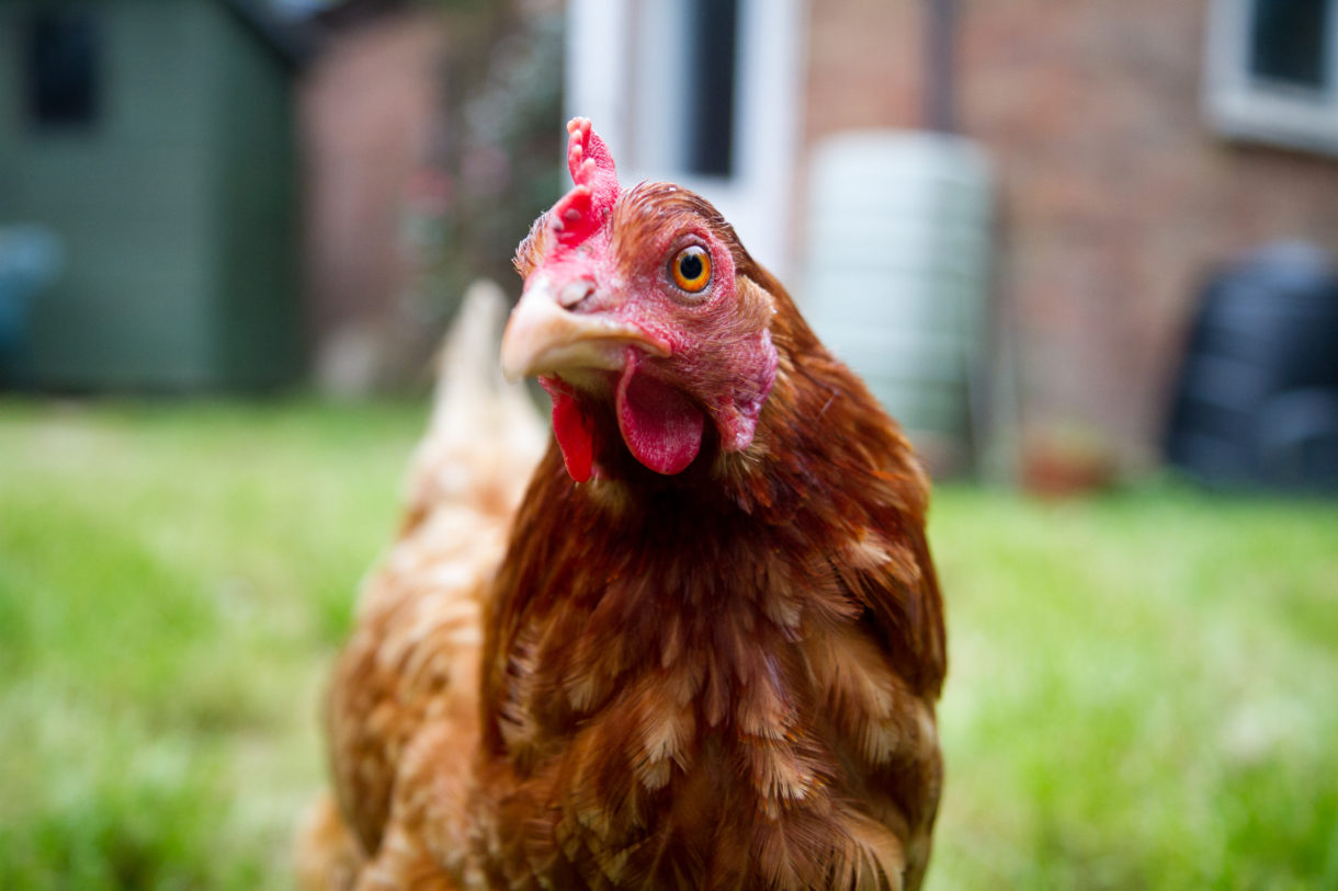 Charging ahead with reforms for chickens
