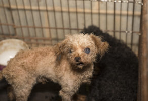 Educating consumers is key to ending puppy mill problem