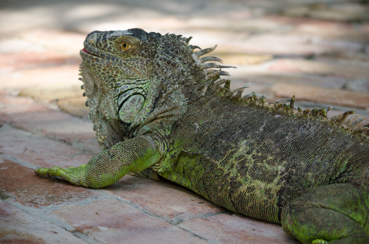 Florida’s inhumane solution to its iguana problem is doomed to failure