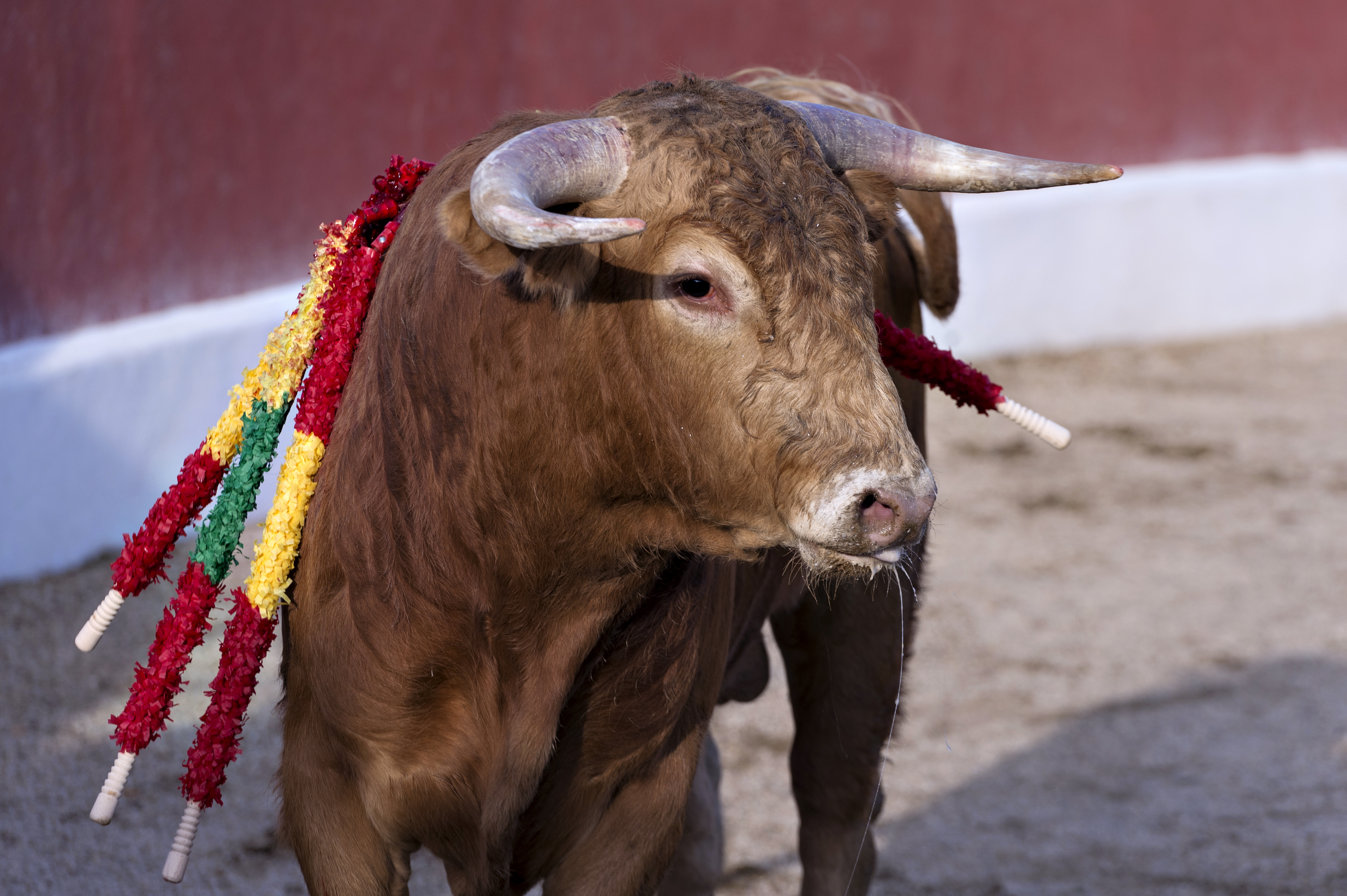 Spain's cruel bullfights have no place in the 21st century · A Humane World