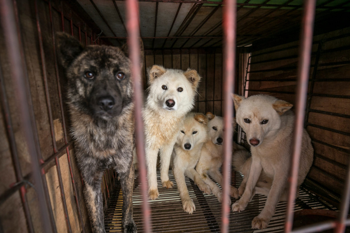 China’s recognition of dogs as companion animals bodes well for its animal welfare future