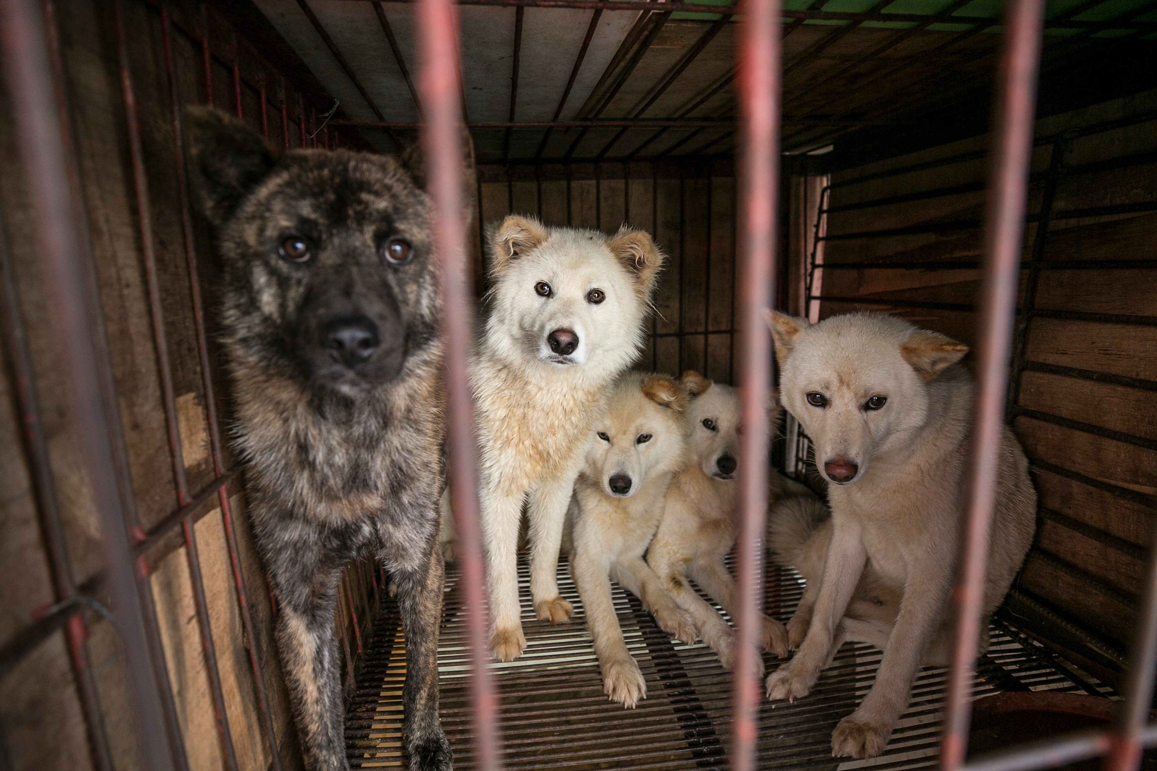 China's recognition of dogs as companion animals bodes well for its animal  welfare future · A Humane World