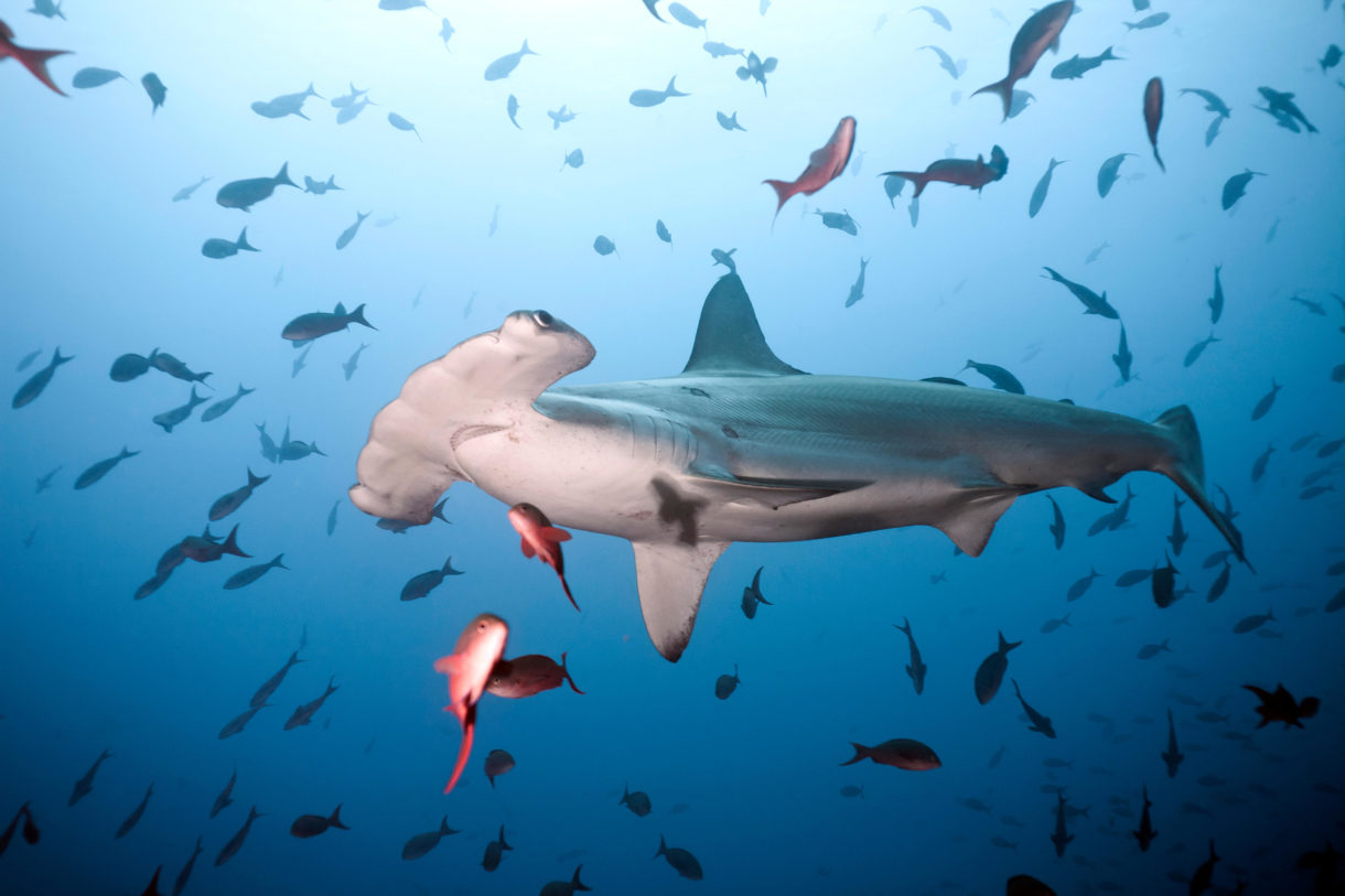 This Shark Week, help save sharks from cruelties like finning
