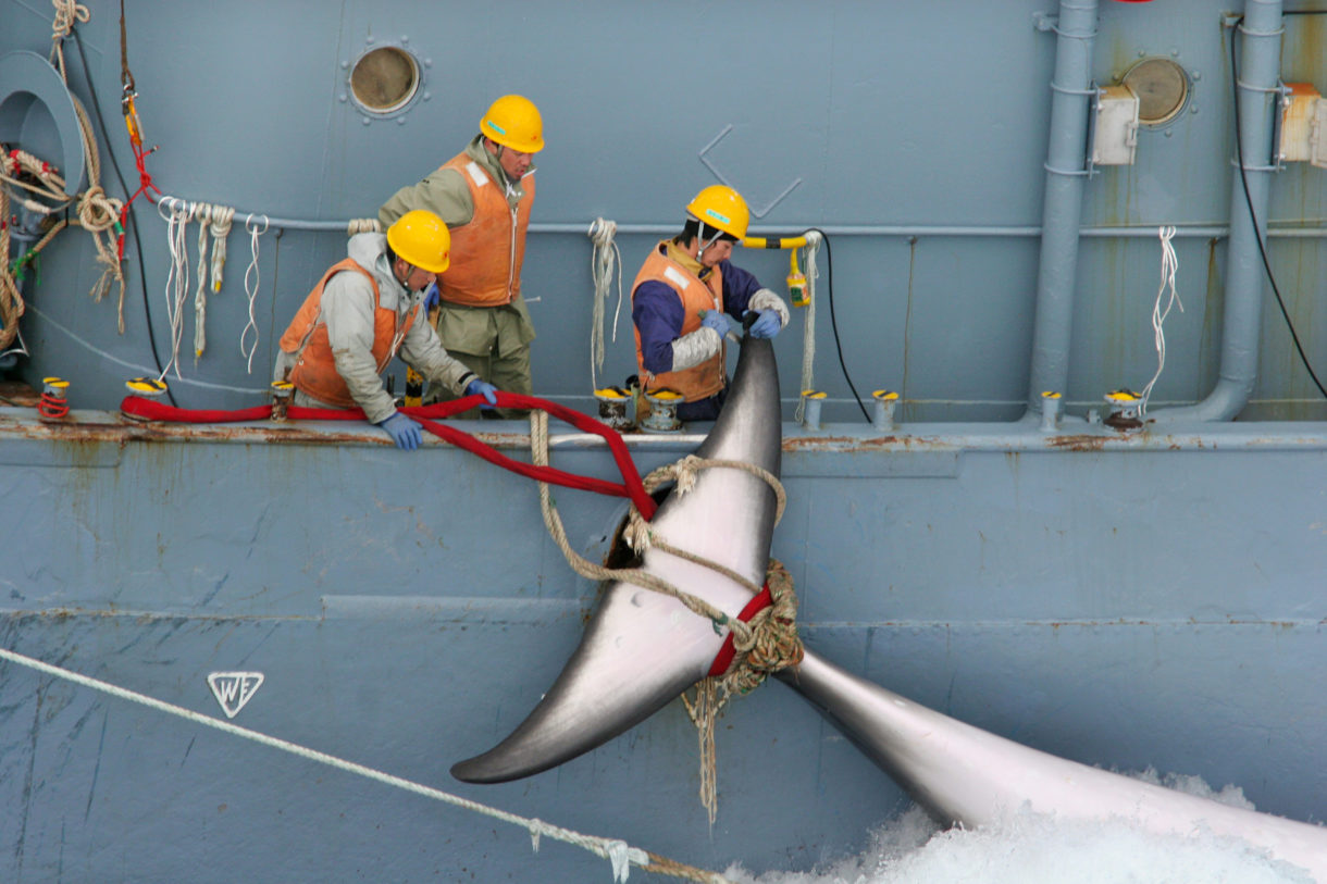 Japan resumes killing whales for profit after 33 years