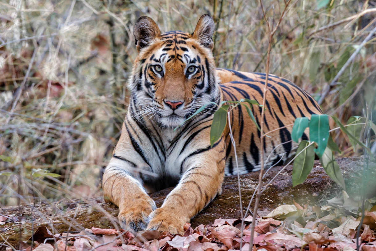 Brutal attack on tiger in India is a reminder of the problems big cats face in the modern world