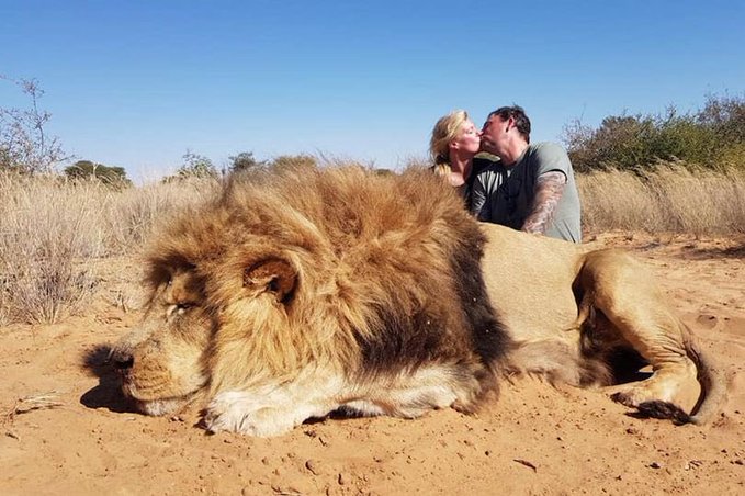 Couple kissing next to lion they killed spark global outrage, highlighting  urgency for ending trophy hunting · A Humane World