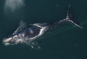 Another right whale on the ropes: entanglement means extinction