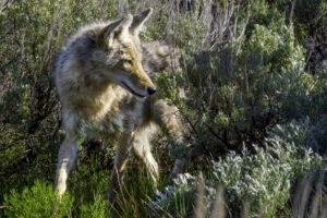 EPA says it will review use of deadly cyanide bombs to kill native carnivores