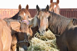 Mustangs survive the slaughter pipeline and neglect to return to a life of freedom
