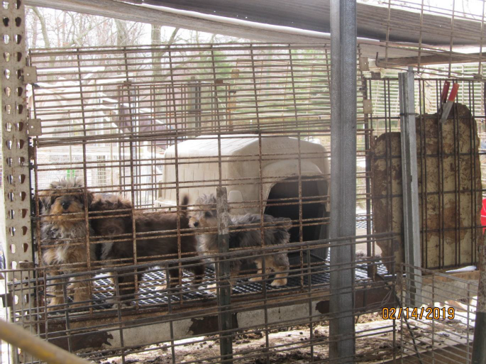 Six puppy mills cited in Horrible Hundred report close doors