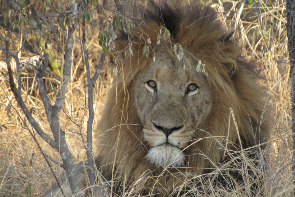 Celebrating lions – and protecting them – across the globe