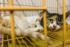Over 600 cats saved from slaughter in China