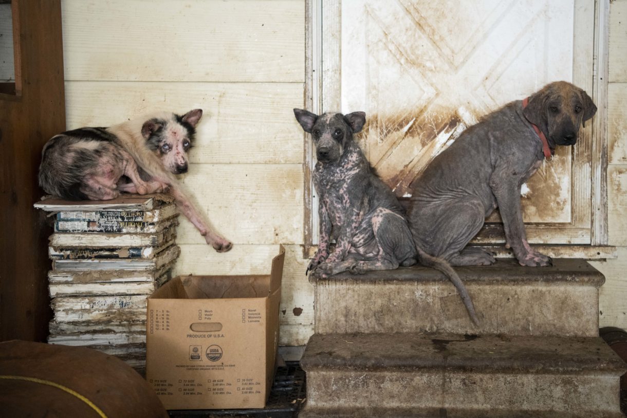 Breaking news: HSUS helps rescue 30 dogs and other animals from Kansas property