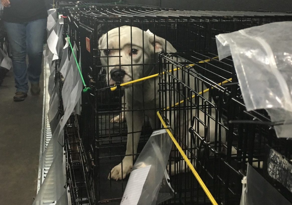 HSUS and HSI rescue teams continue work to help animals in disaster zones;  120 dogs and cats transported from Texas after Imelda flooding · A Humane  World