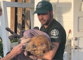 HSI rescuers bring help and hope to animals in hurricane-battered Bahamas