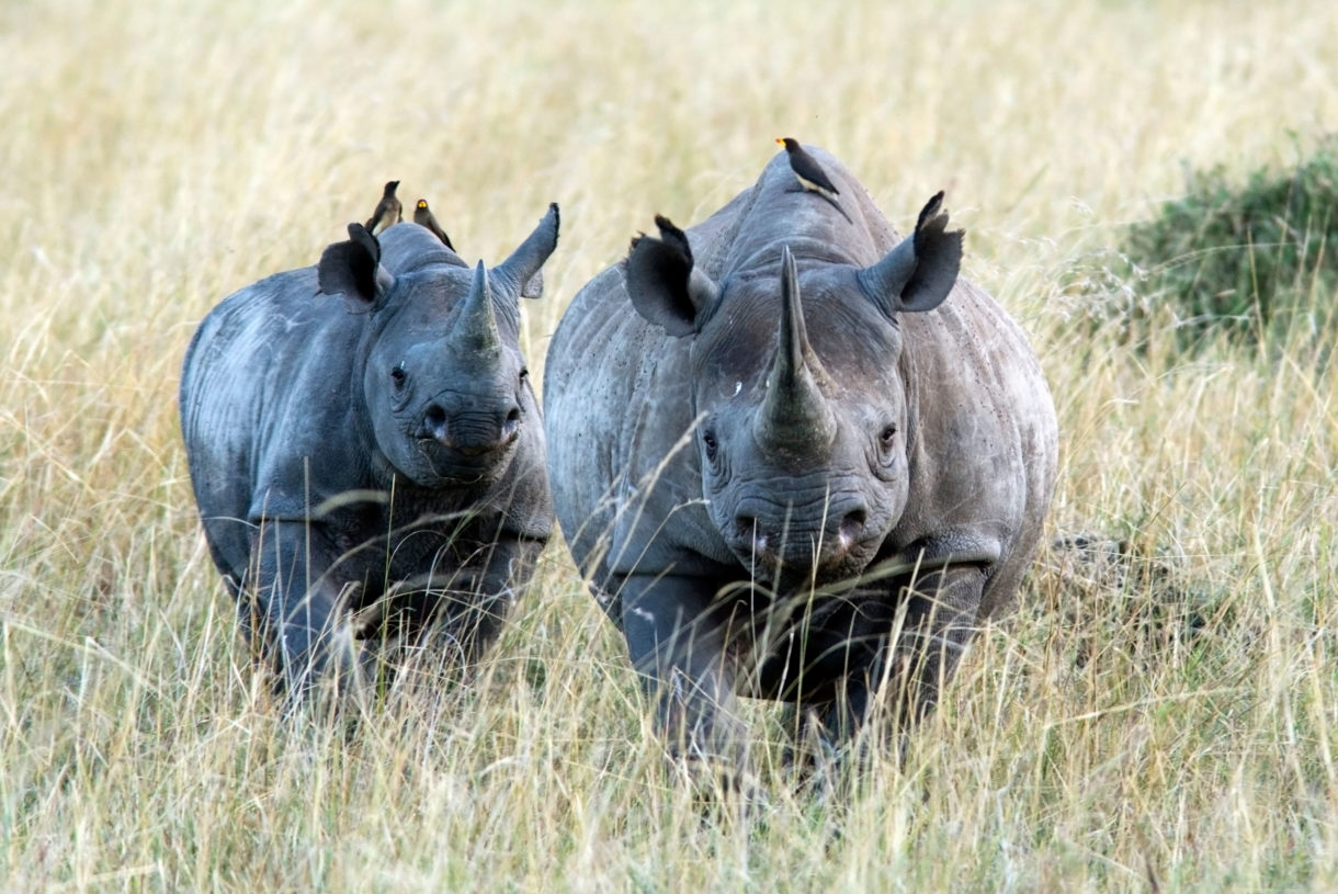 U.S. says Michigan businessman who killed critically endangered black rhino can bring his trophy home