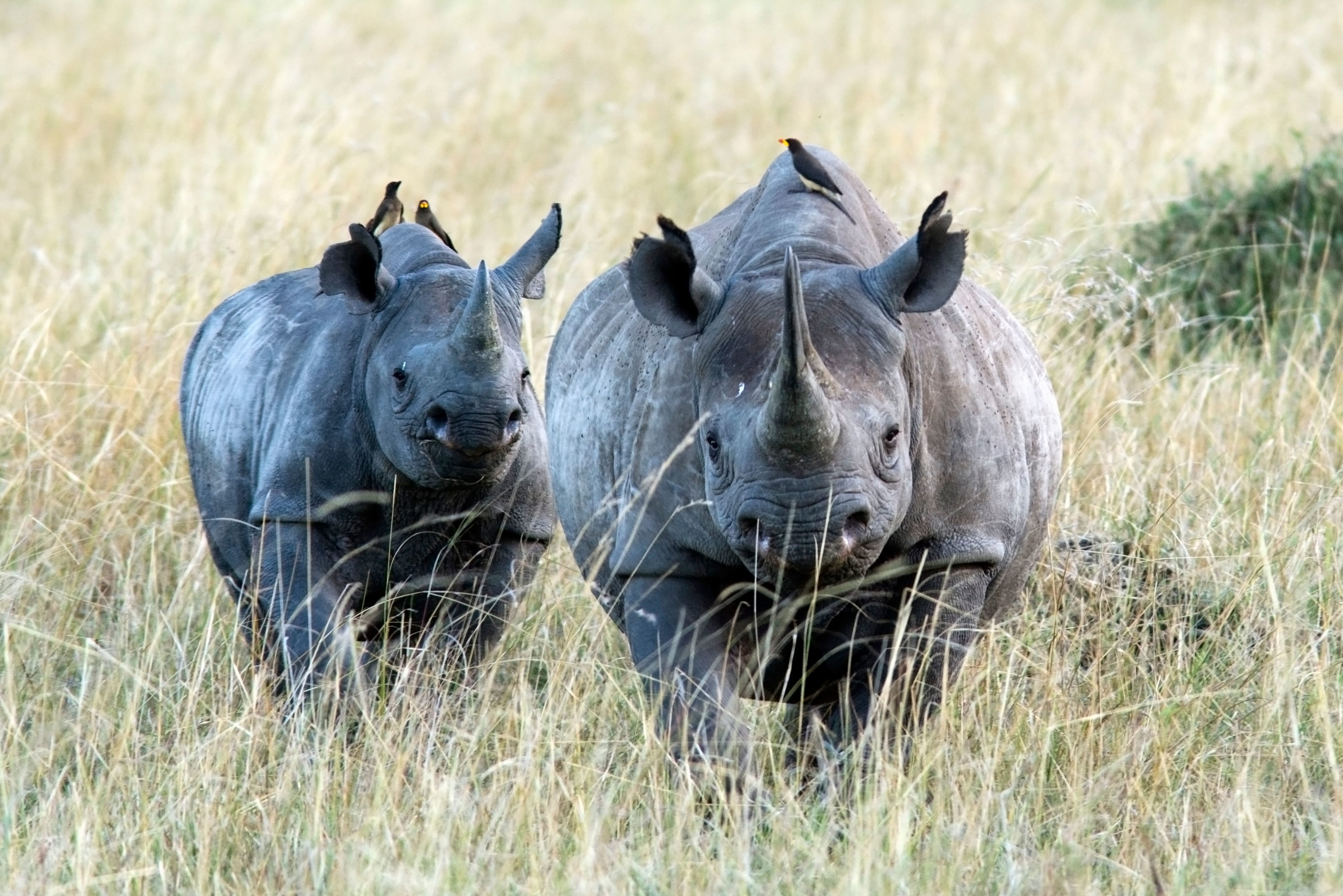 . says Michigan businessman who killed critically endangered black rhino  can bring his trophy home · A Humane World