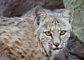 Breaking news: California lawmakers ban fur sales, bobcat trophy hunting