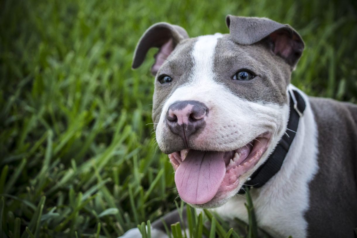 Delta bans pit-bull-type dogs while more U.S. localities move to end breed discrimination