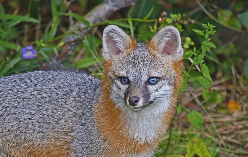 Breaking news: Arizona bans wildlife killing contests