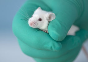 Breaking news: EPA moves to end animal testing