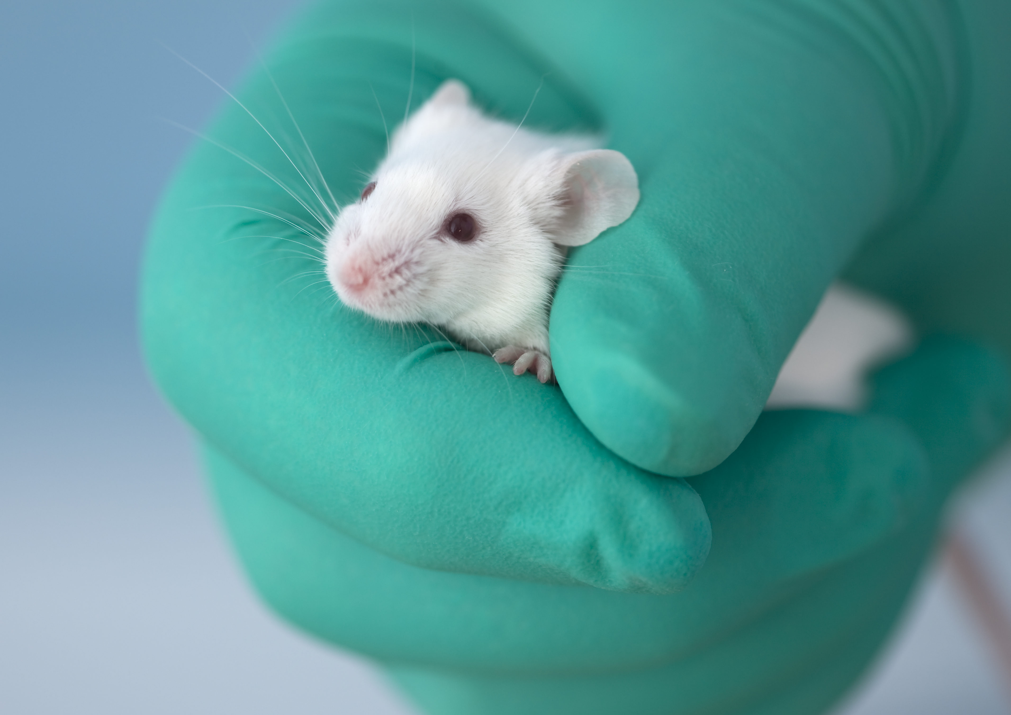Breaking news: EPA moves to end animal testing · A Humane World