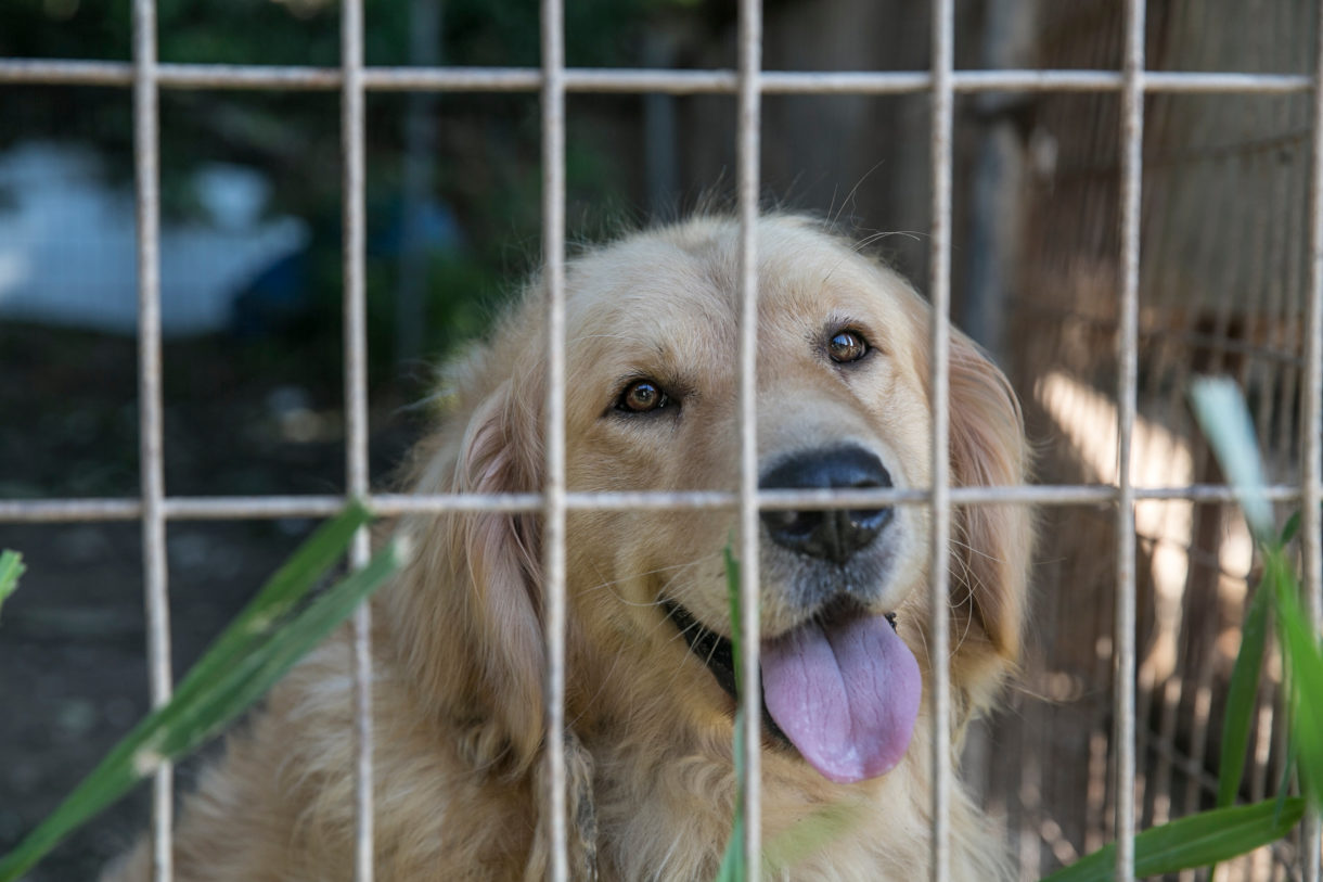 HSI closing down 15th dog meat farm in Korea; 90 dogs saved from slaughter