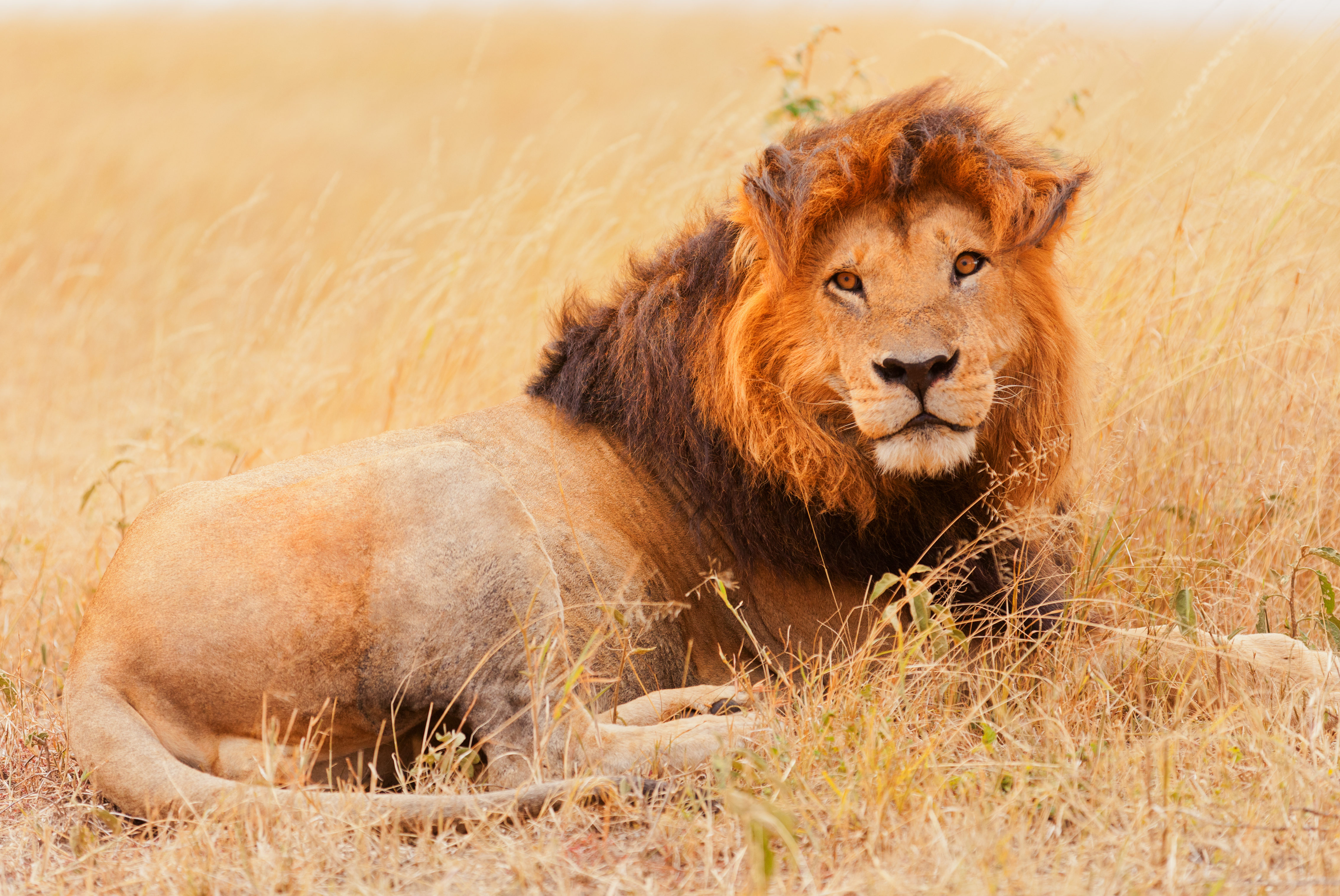 Lions are in danger of extinction, but the . will reward a trophy hunter  who killed one with an import permit for the animal's body parts · A Humane  World